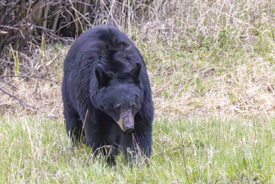 Mother Black Bear May 2025